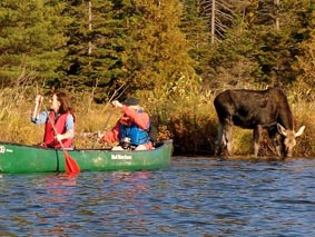Moose and canoe
